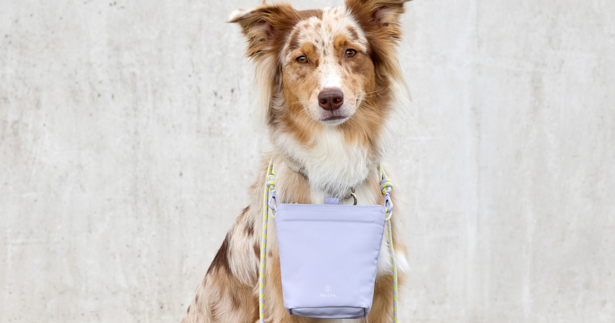 【獣医師監修】夏の犬の散歩|気を付けたい注意点や役立つお散歩アイテムについて