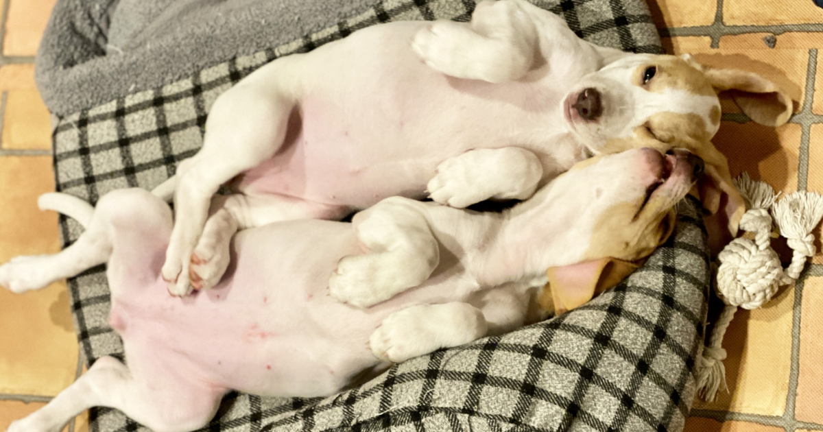 快適な犬用ベッド