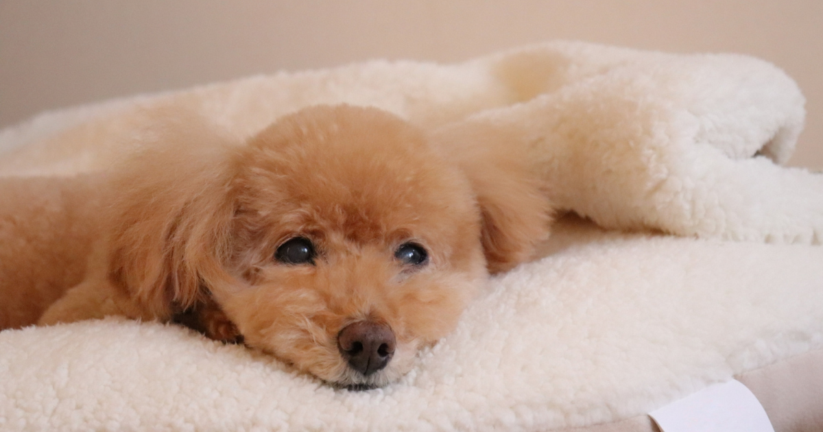 ふわふわなベッドでくつろぐ犬