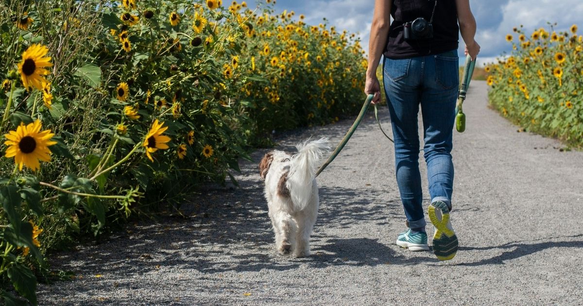 犬の便秘を散歩で防ぐ