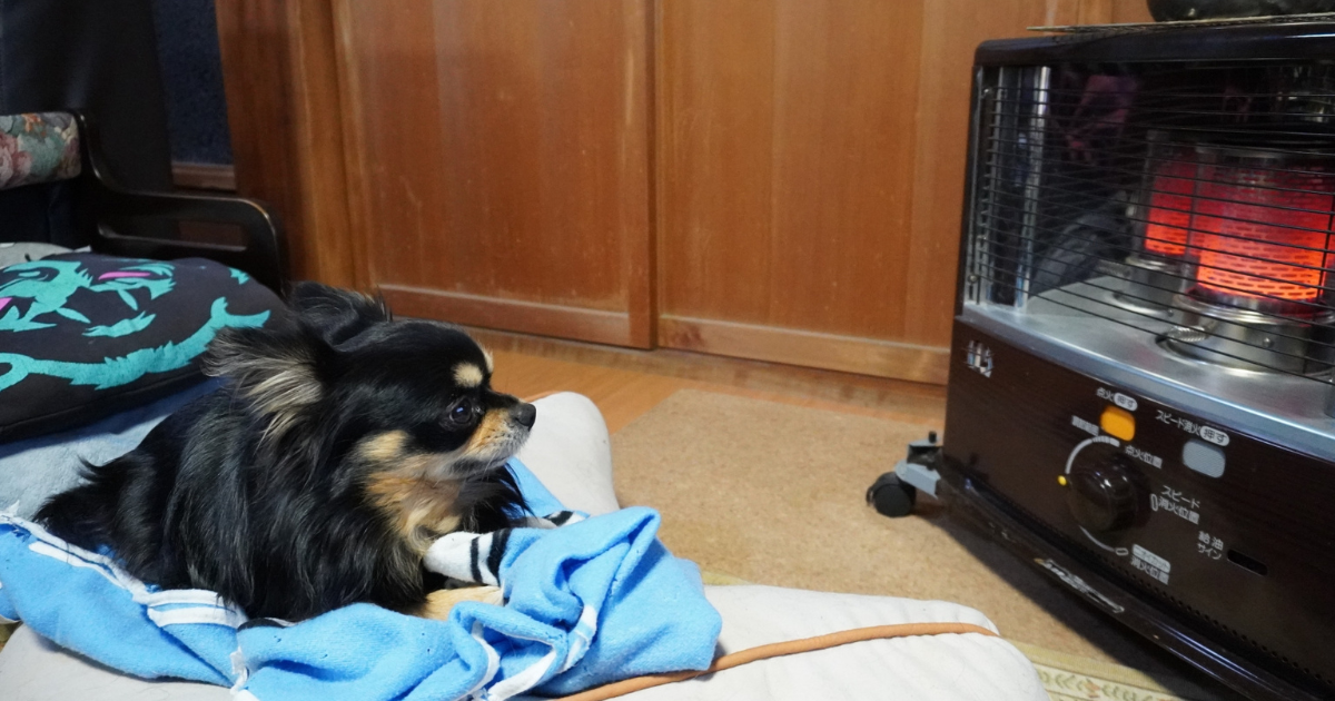 暖かい部屋で過ごす犬