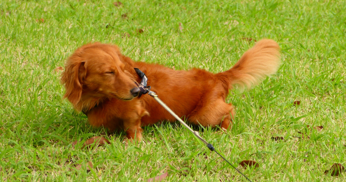 【獣医師がご紹介】犬の散歩のときのおしっこどうしてる?マナーを守ってスマートに散歩を楽しむために