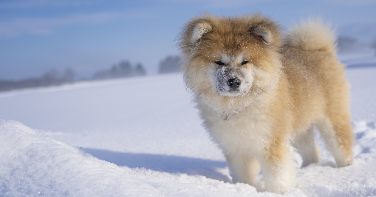 雪の中の犬