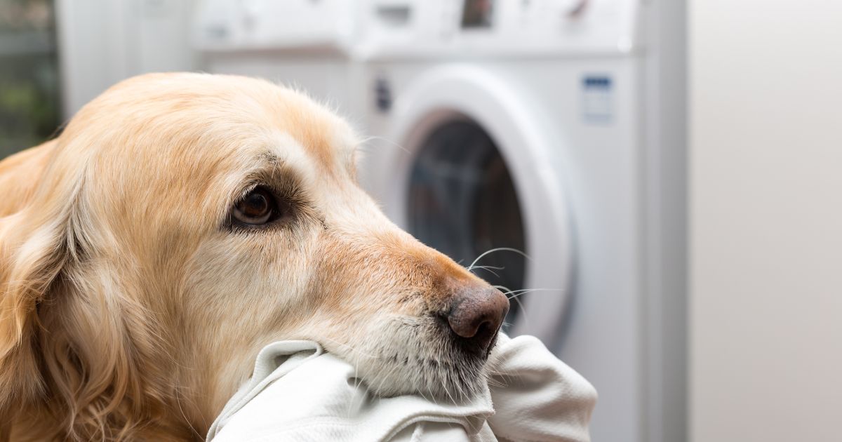 洗濯機と犬と犬の服