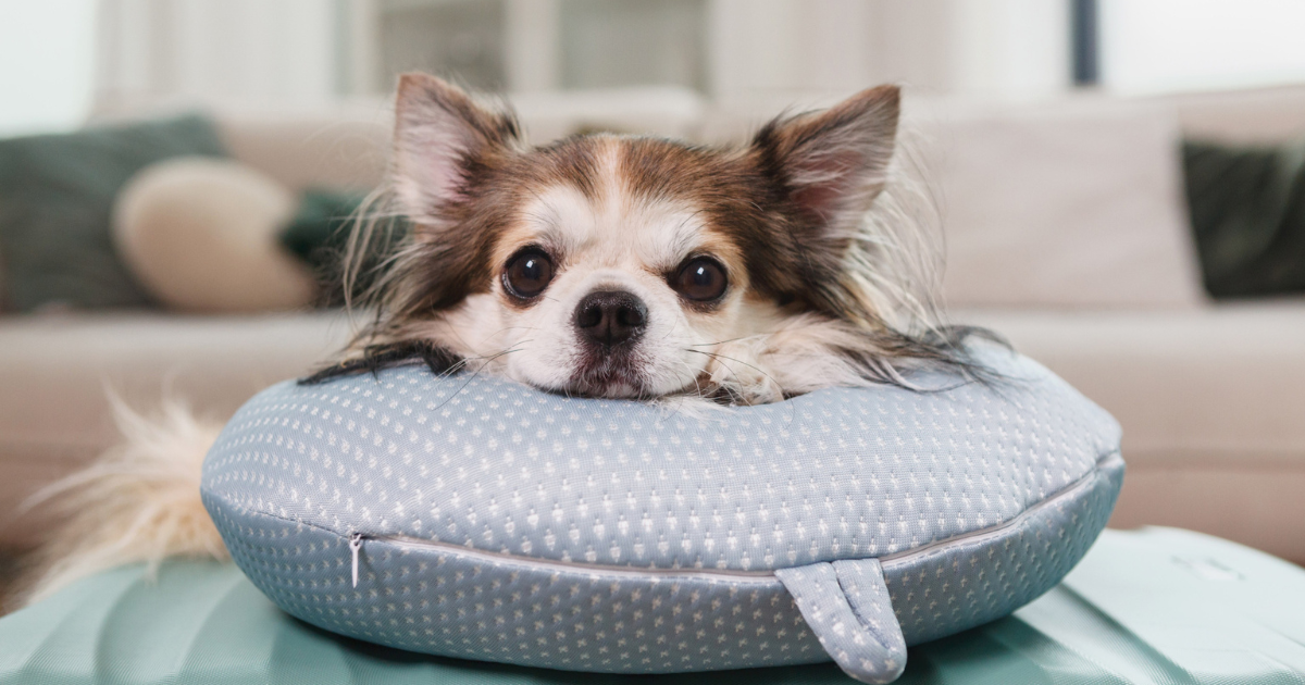 ベッドにあごを乗せる犬