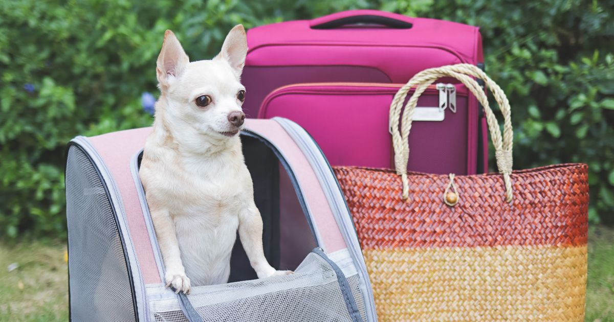 犬連れ旅行の持ち物リスト!便利グッズや必需品をシーン別に紹介