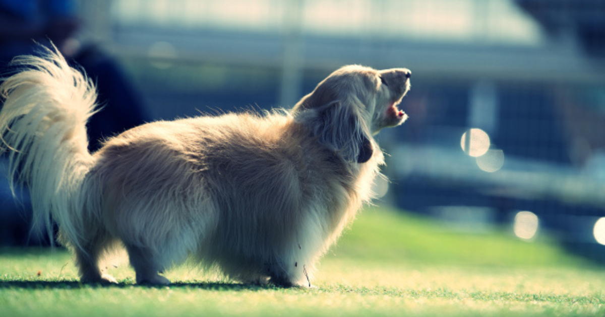 愛犬が吠える理由と正しいしつけの方法とは?吠える6つの原因を解説!