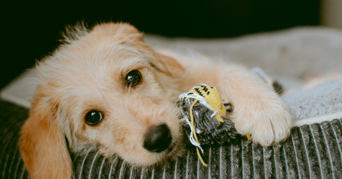 【ドッグトレーナー執筆】犬がベッドを噛む理由と対策!安心な「噛んでも破れないベッド」の選び方