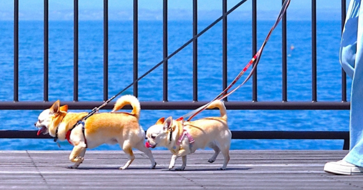 愛犬の散歩に必要な持ち物とマナーを徹底解説‼安全・快適なお散歩を実現