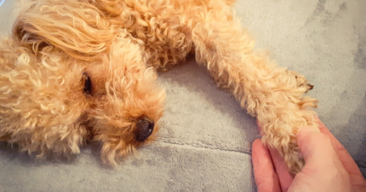 犬が自分の足を噛むのはなぜ?3つの原因と今日からできる改善策