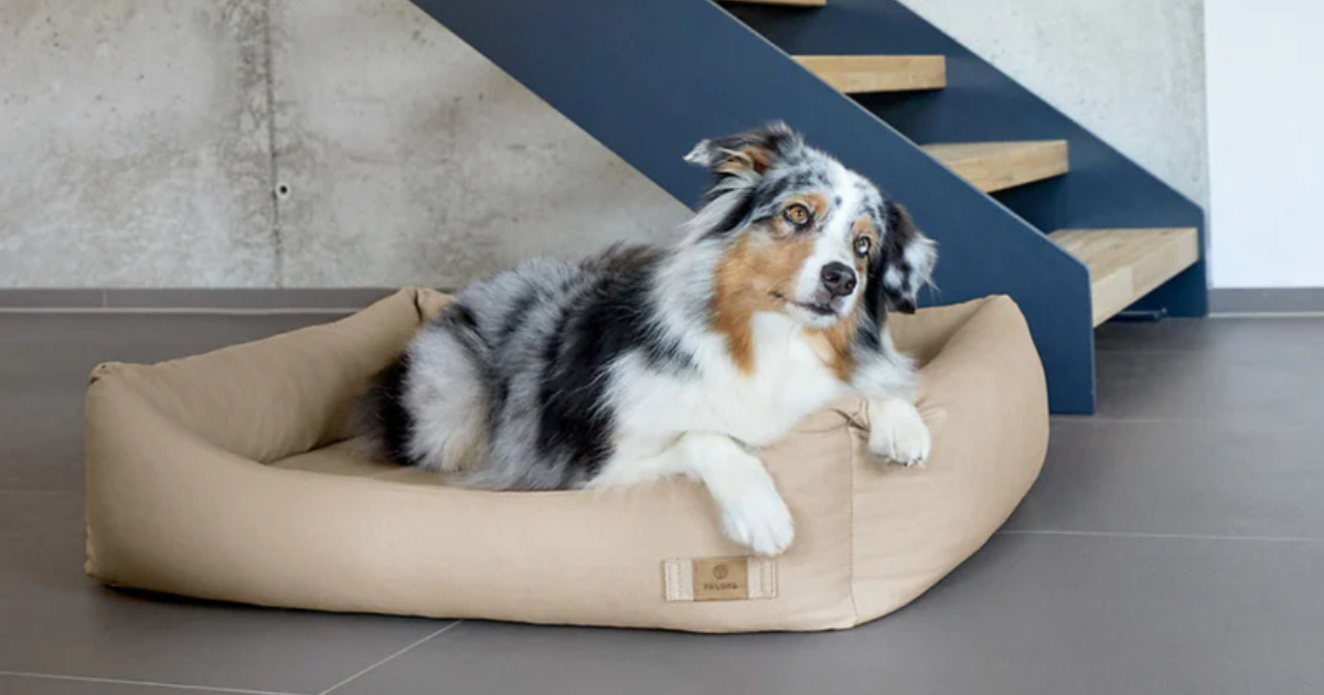 犬用のベッドは洗える方が良い?洗濯機対応のおすすめアイテムをご紹介