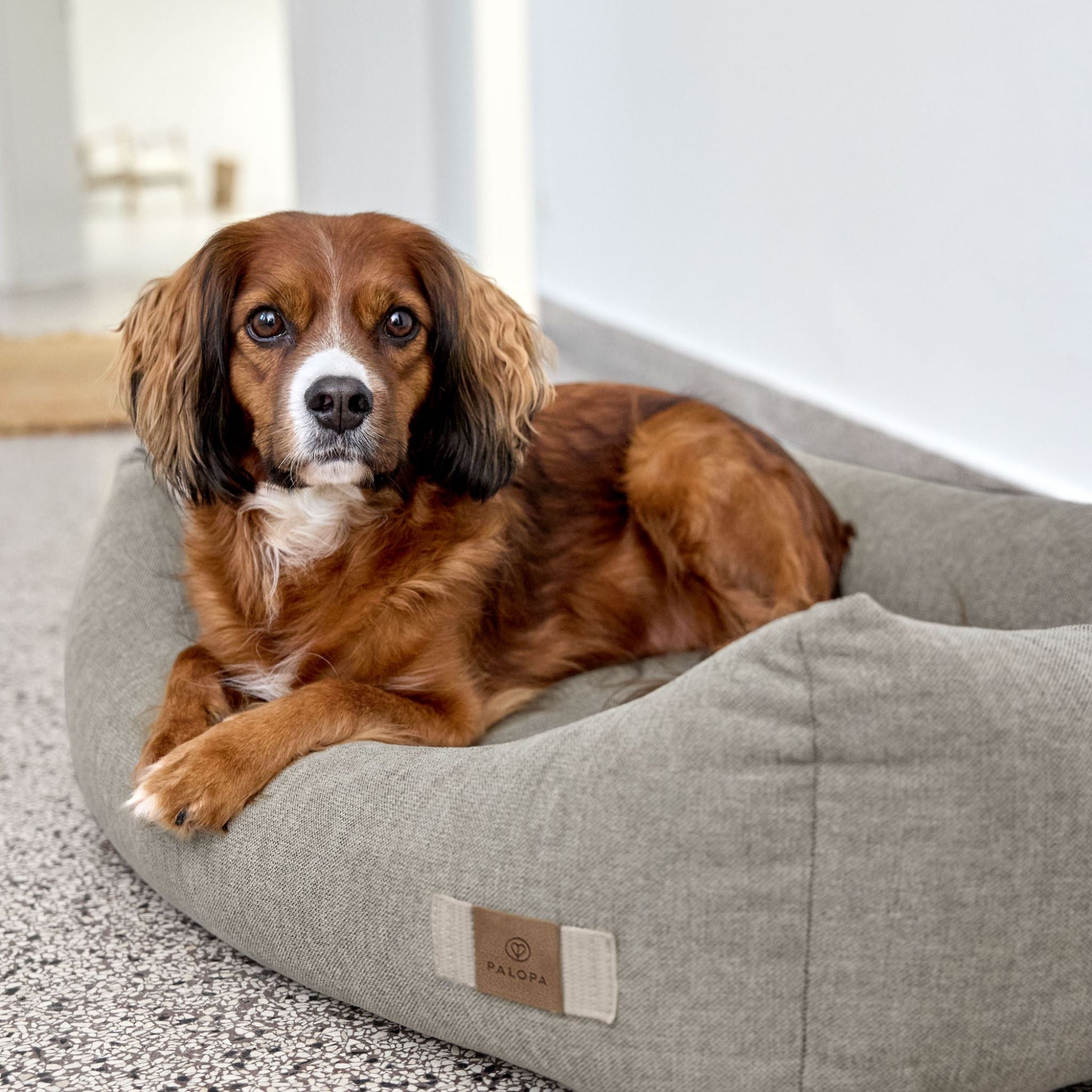 【New】犬用コットンベッド / Dog Bed Cotton | PALOPA Japan(パロパ)