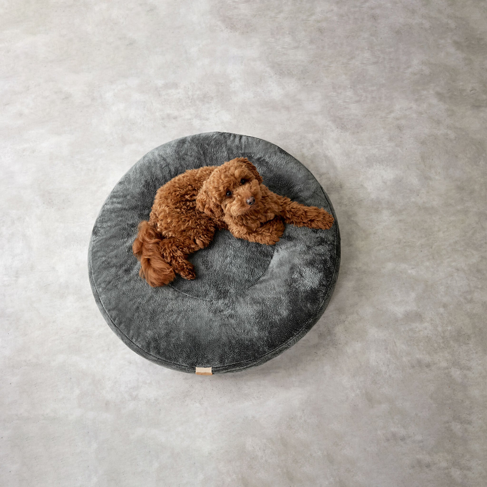 愛犬へのギフト – 冬のぬくもりを贈るギフトにオススメな犬用品特集