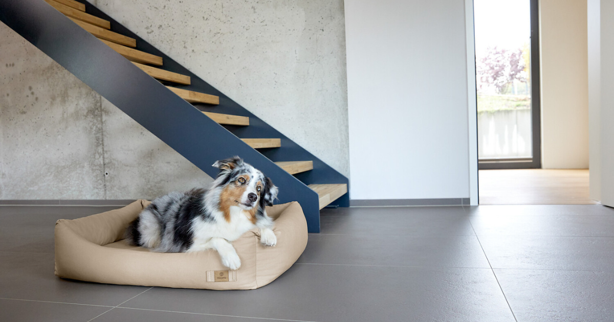 犬用のベッドは洗える方が良い？洗濯機対応のおすすめアイテムをご紹介