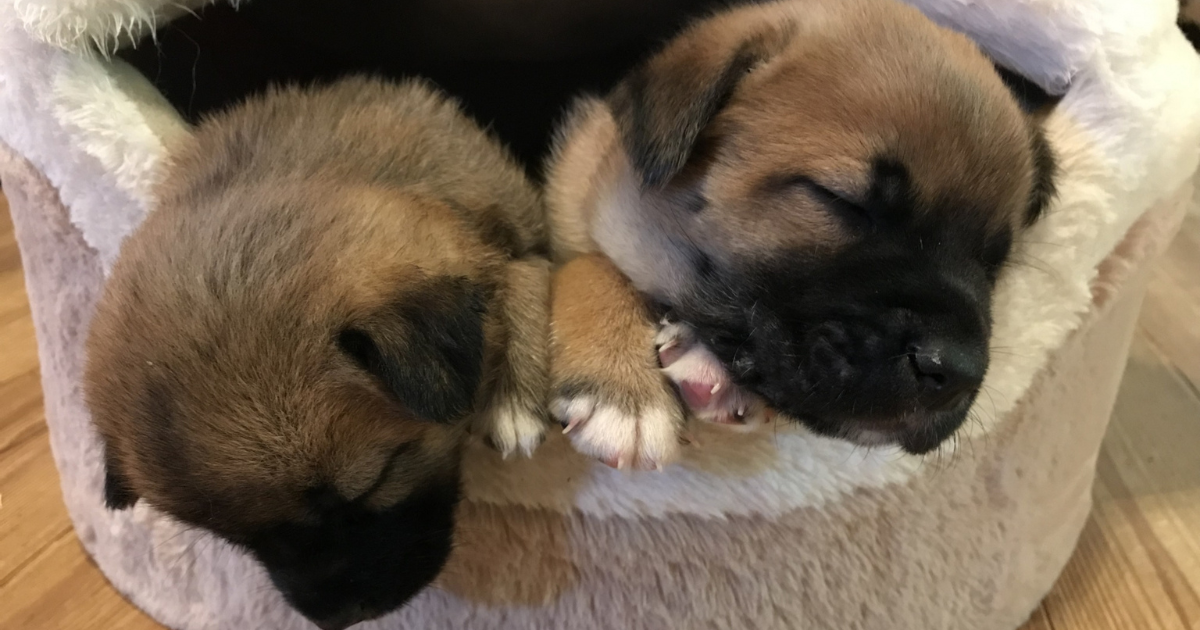 ベッドの中で落ち着く犬たち