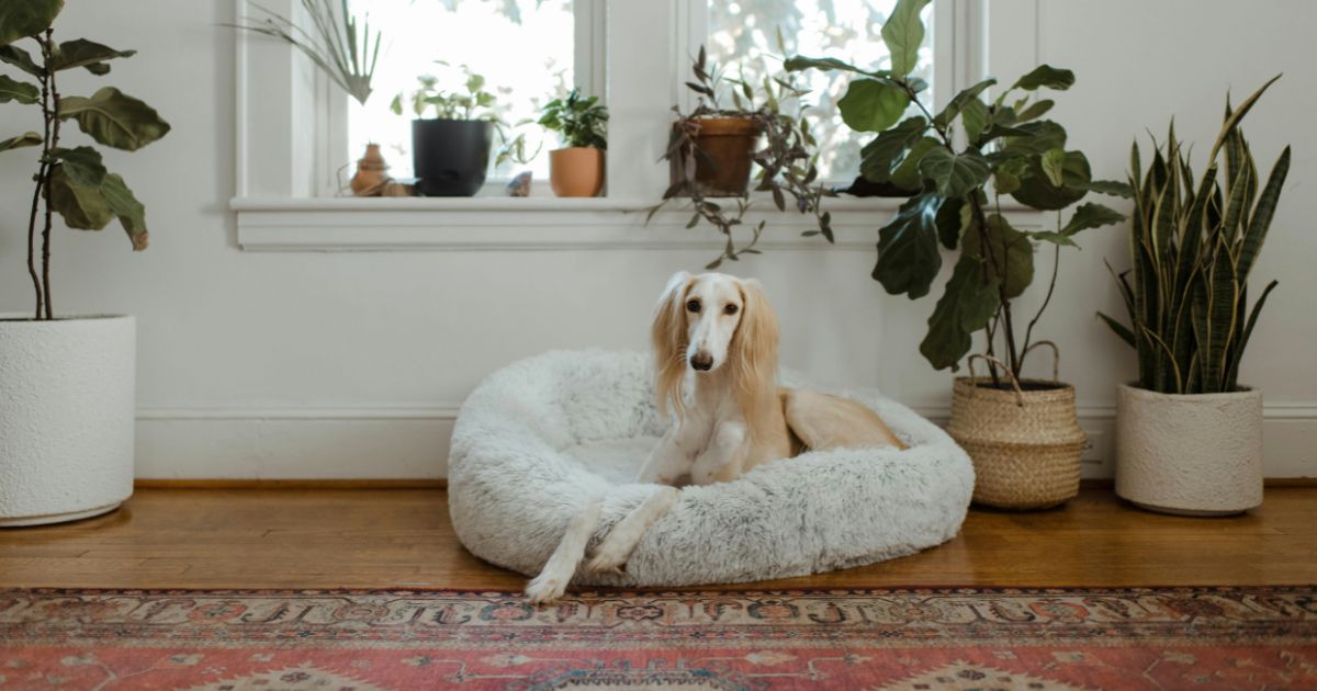犬が高級ベッドで寝ている画像