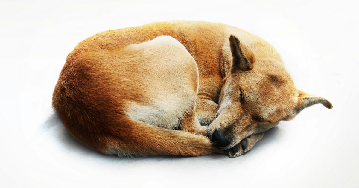 犬の睡眠時間を改善すべき画像