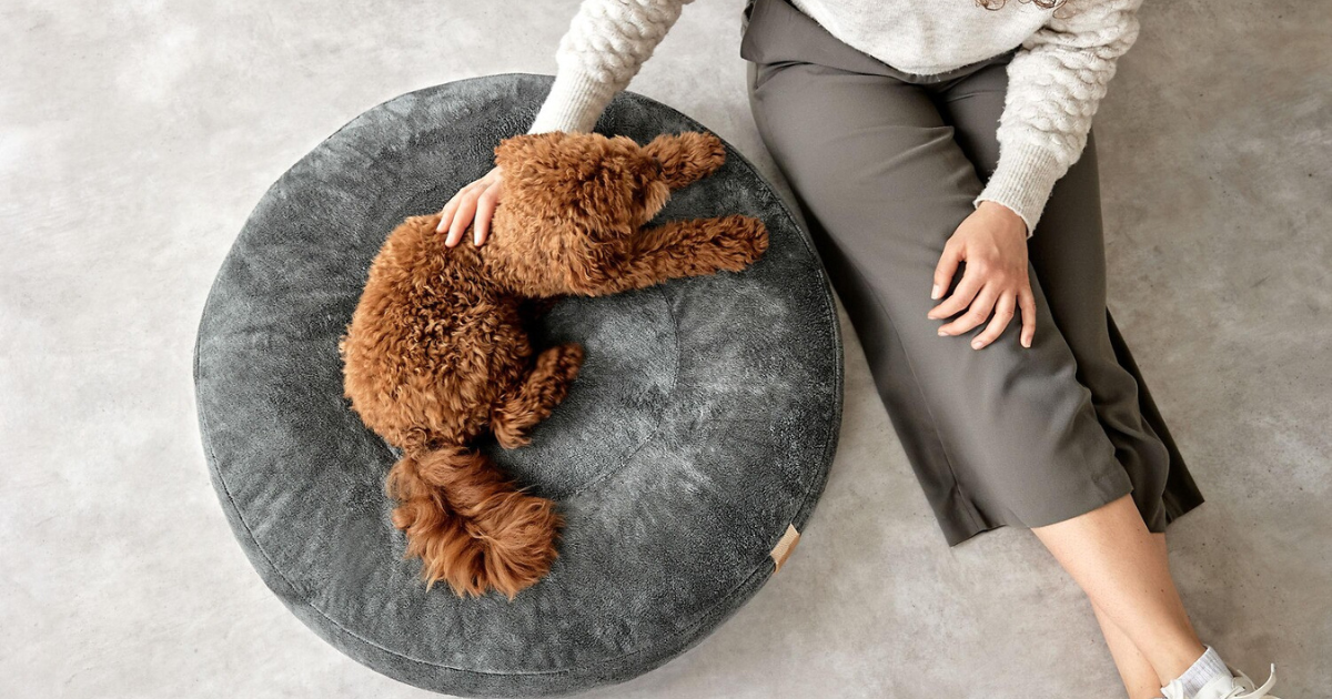 愛犬へのギフト – 冬のぬくもりを贈るギフトにオススメな犬用品特集