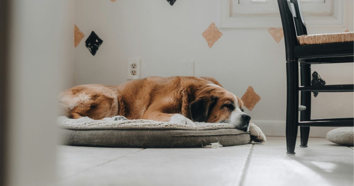 大型犬にぴったりのベッドの画像