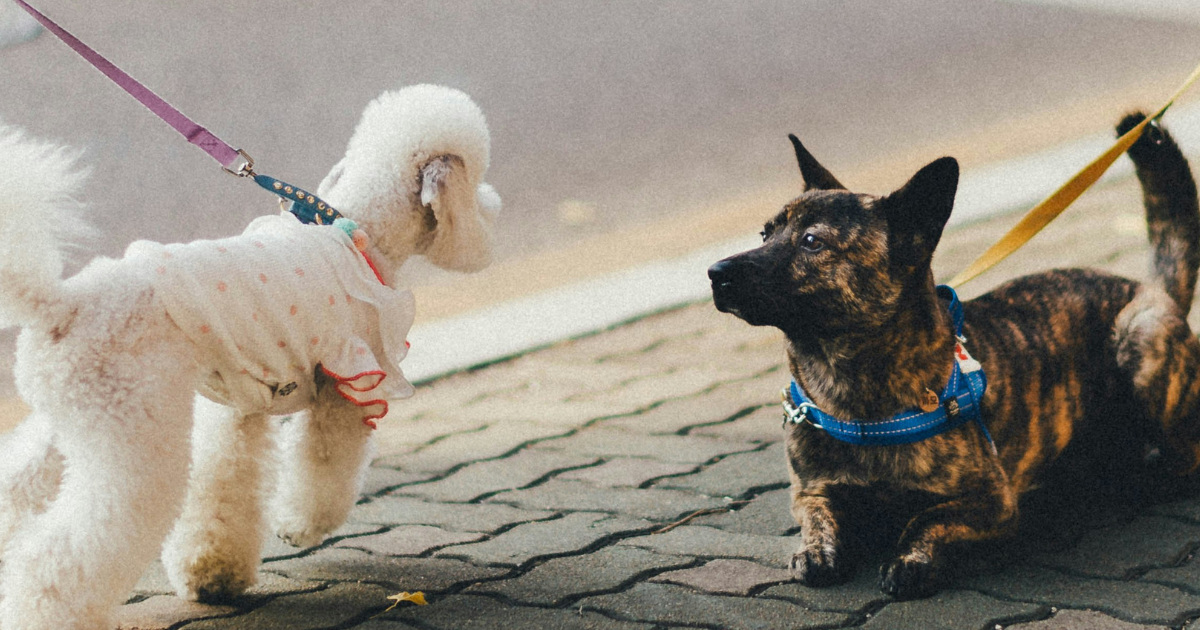 【獣医師が解説】犬のお散歩デビューはいつから？必要なアイテムは？