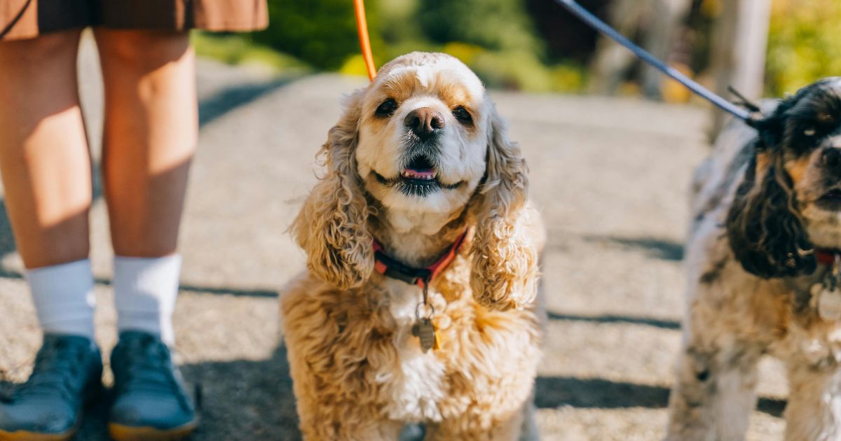 犬のお散歩バッグのおすすめはこれ！使いやすくておしゃれな人気アイテムを紹介