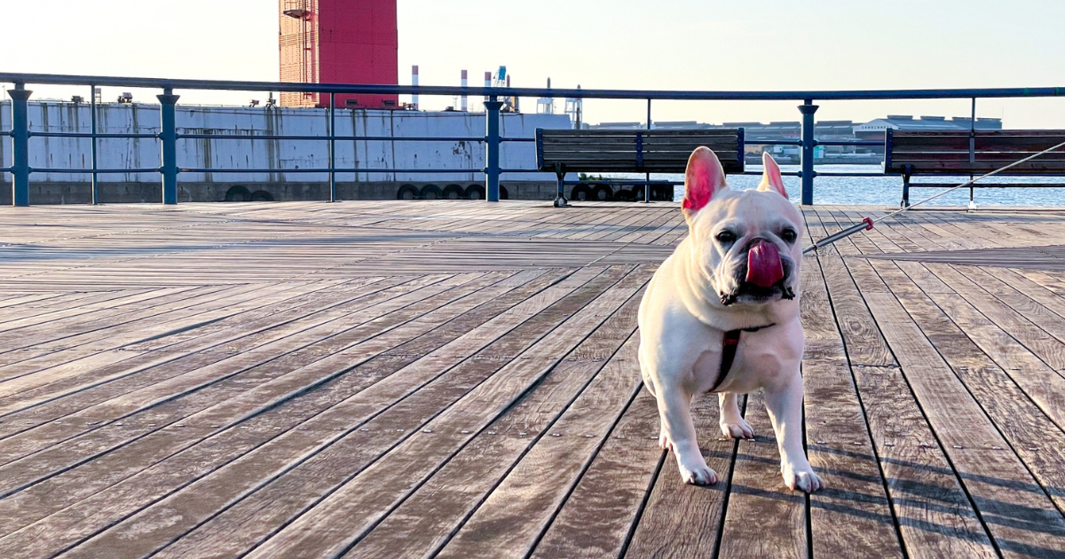 【獣医師がご紹介】おしゃれなショルダータイプのバッグで犬のお散歩がもっと楽しいものに！