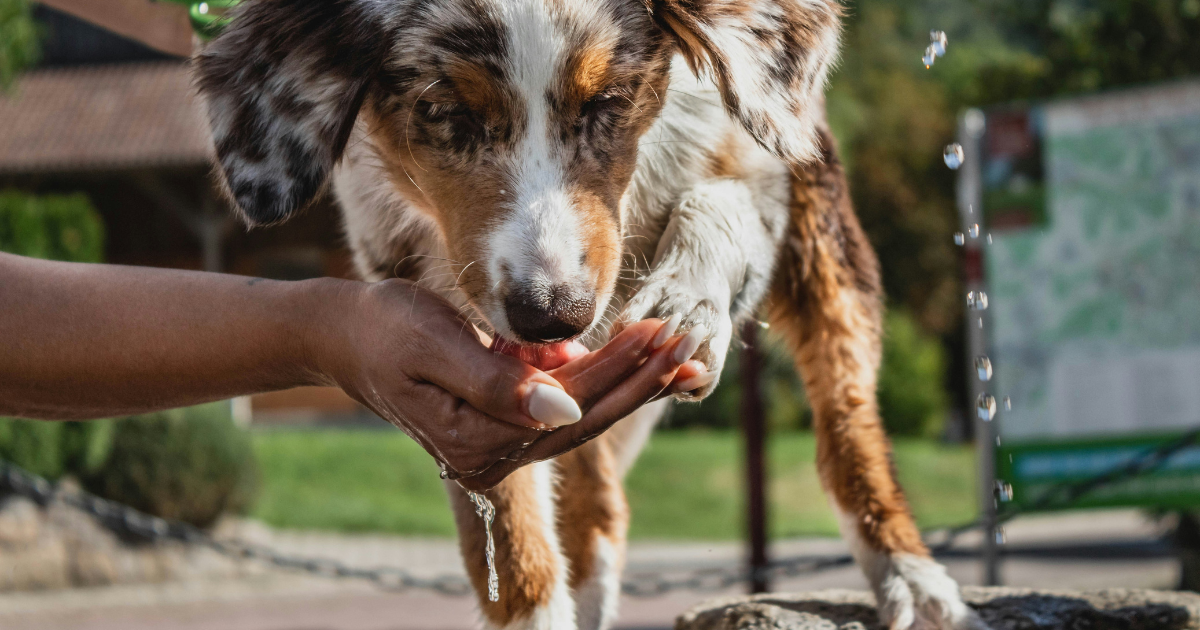 愛犬との外出に欠かせない「水入れ」の選び方と給水の必要性