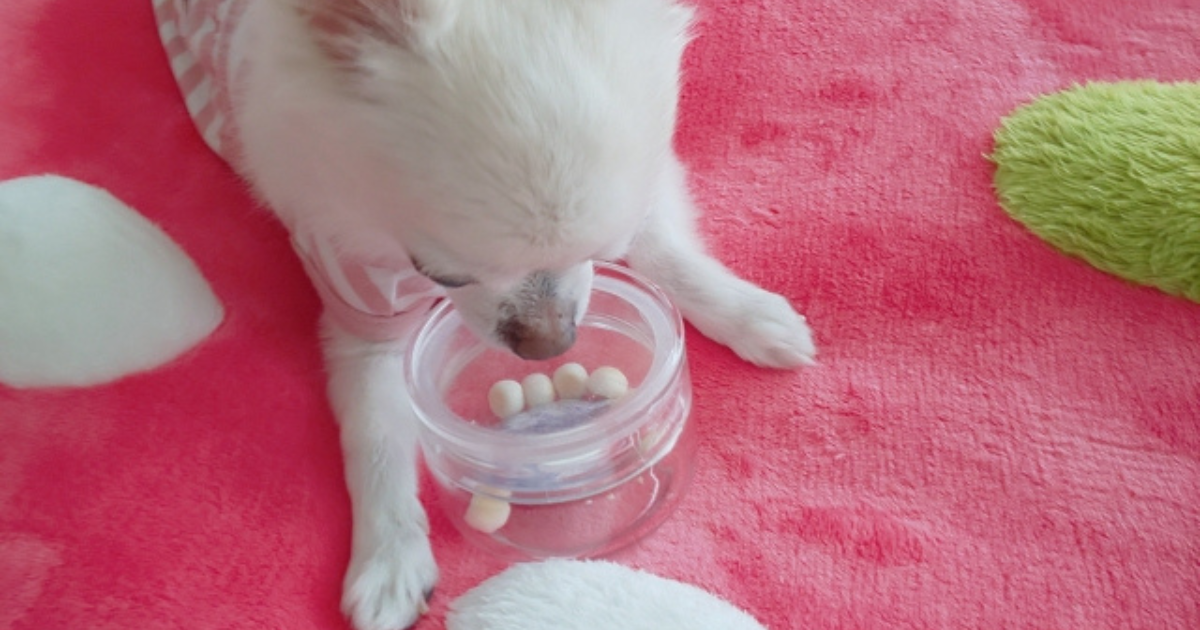 愛犬のおやつケースの選ぶポイントは？上手にしつけをするための活用方法を徹底解説