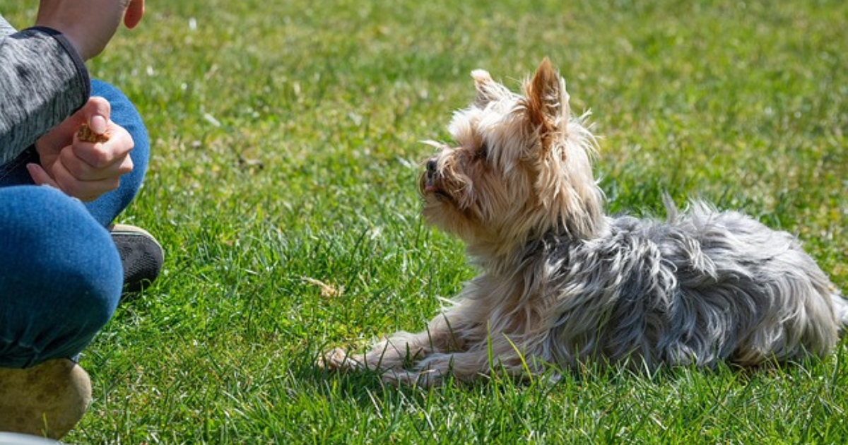 今すぐにはじめられる愛犬と絆を深める正しいしつけの基本を徹底解説！