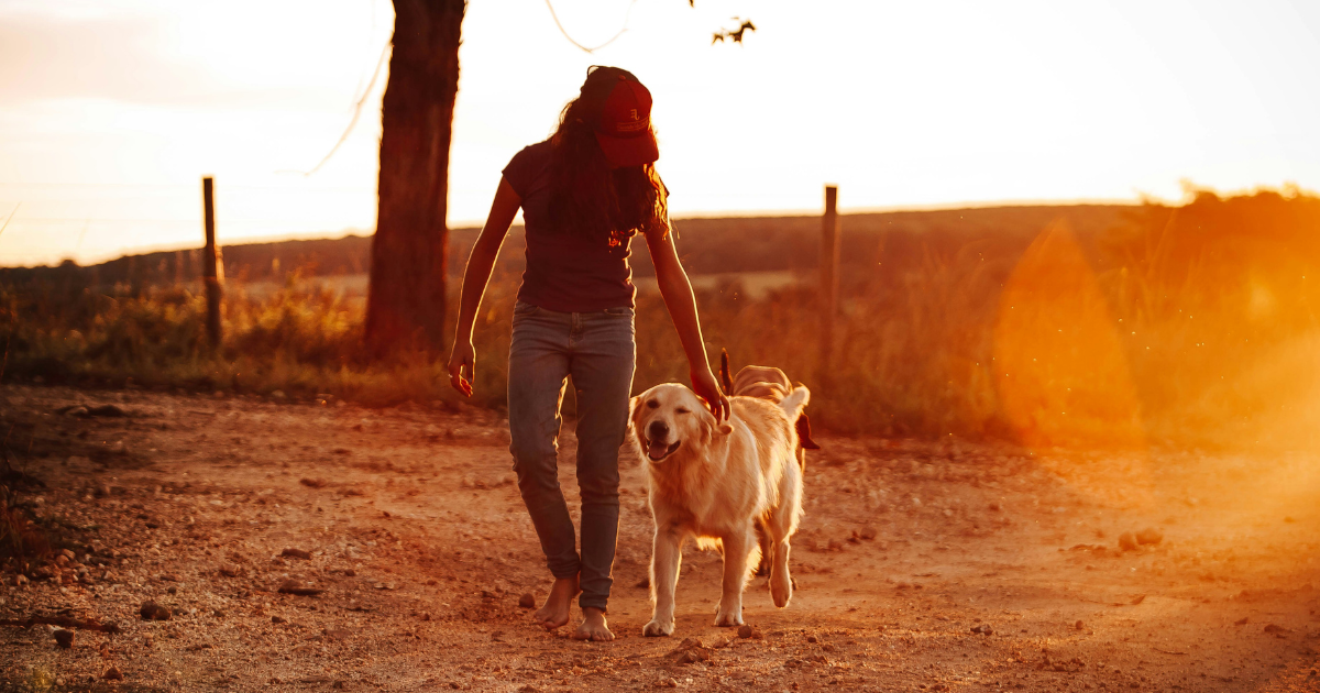 犬のしつけはいつから？子犬から保護犬までのしつけと成功のコツ