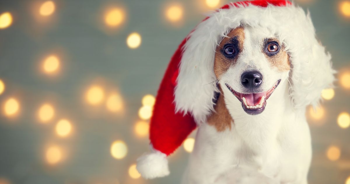 愛犬が喜ぶクリスマスプレゼントは？おすすめギフトと選び方を紹介！