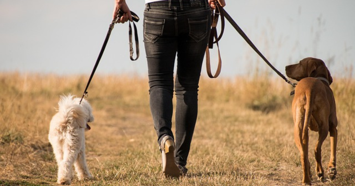 犬の散歩時のしつけはどうしたらいい？安全に歩くコツや問題行動の対処法を徹底解説