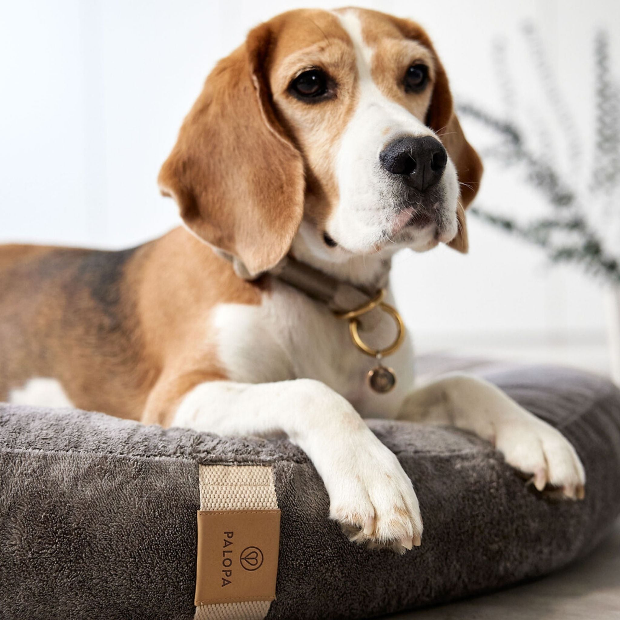【夏・冬両用】丸型犬用ベッド / Dog Bed Donut | PALOPA Japan（パロパ）