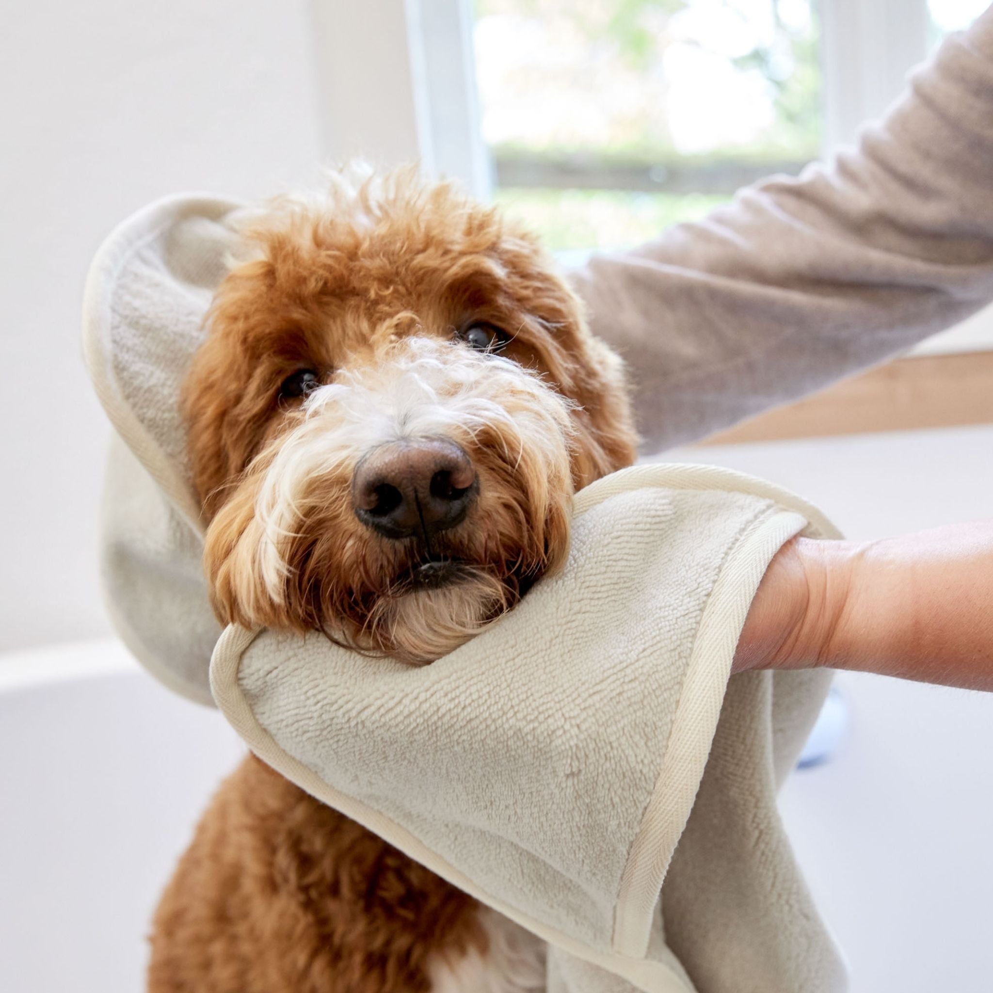【発売開始前】パイル地ドッグタオル / Dog Towel Kosy | PALOPA Japan（パロパ）