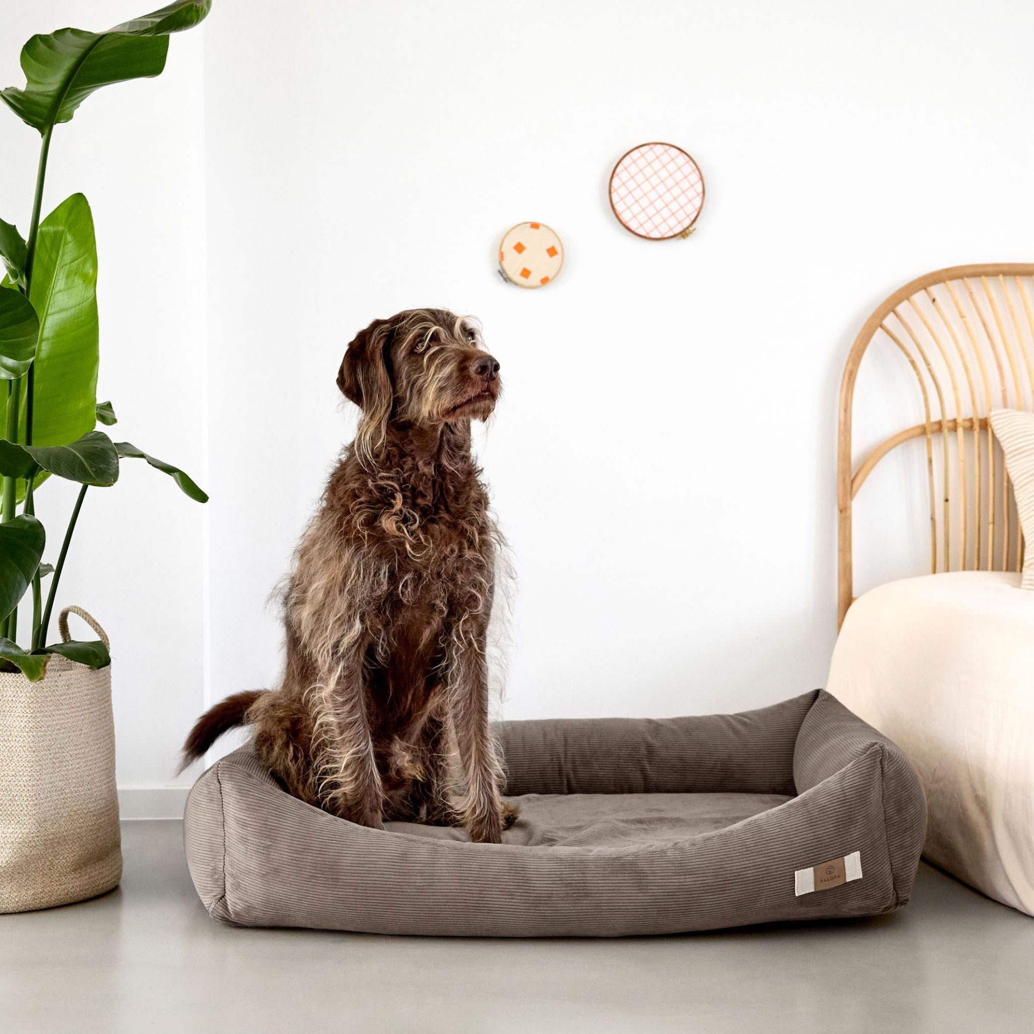 【New】犬用コットンベッド / Dog Bed Cotton | PALOPA Japan（パロパ）