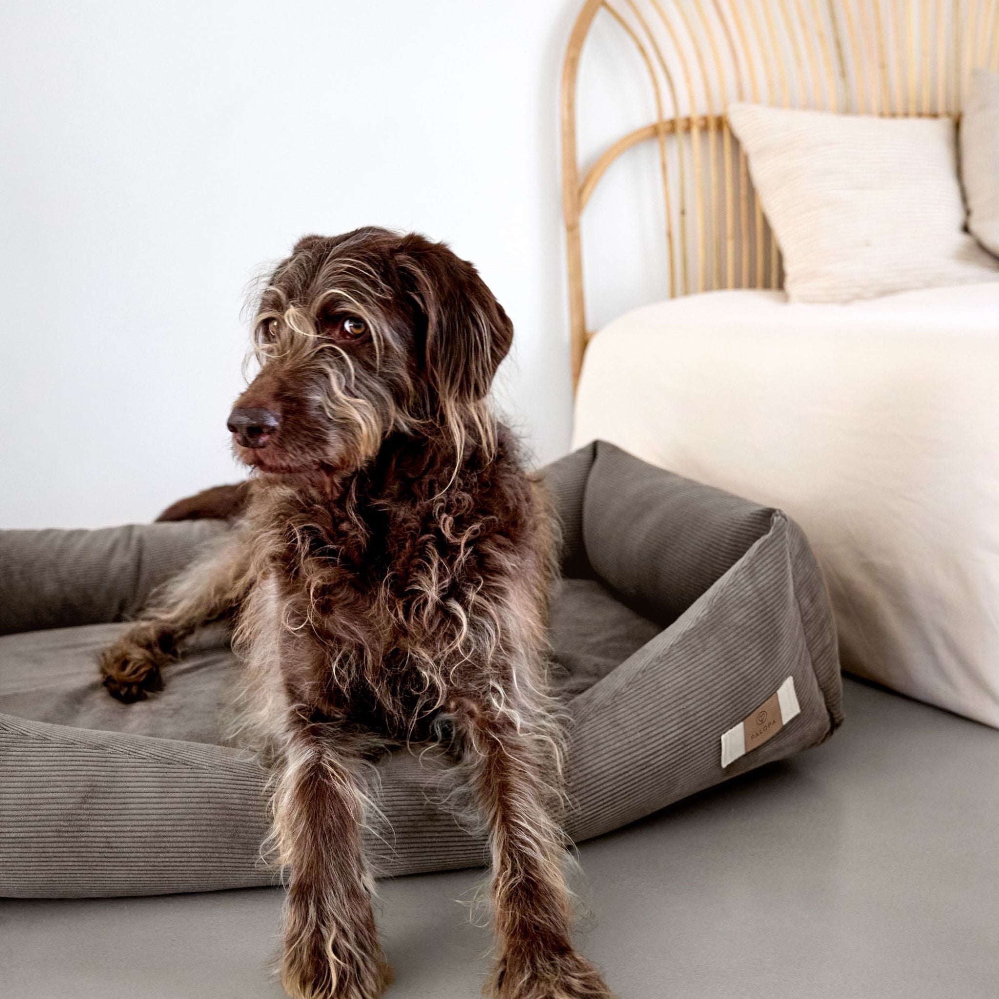 【New】犬用コットンベッド / Dog Bed Cotton | PALOPA Japan（パロパ）