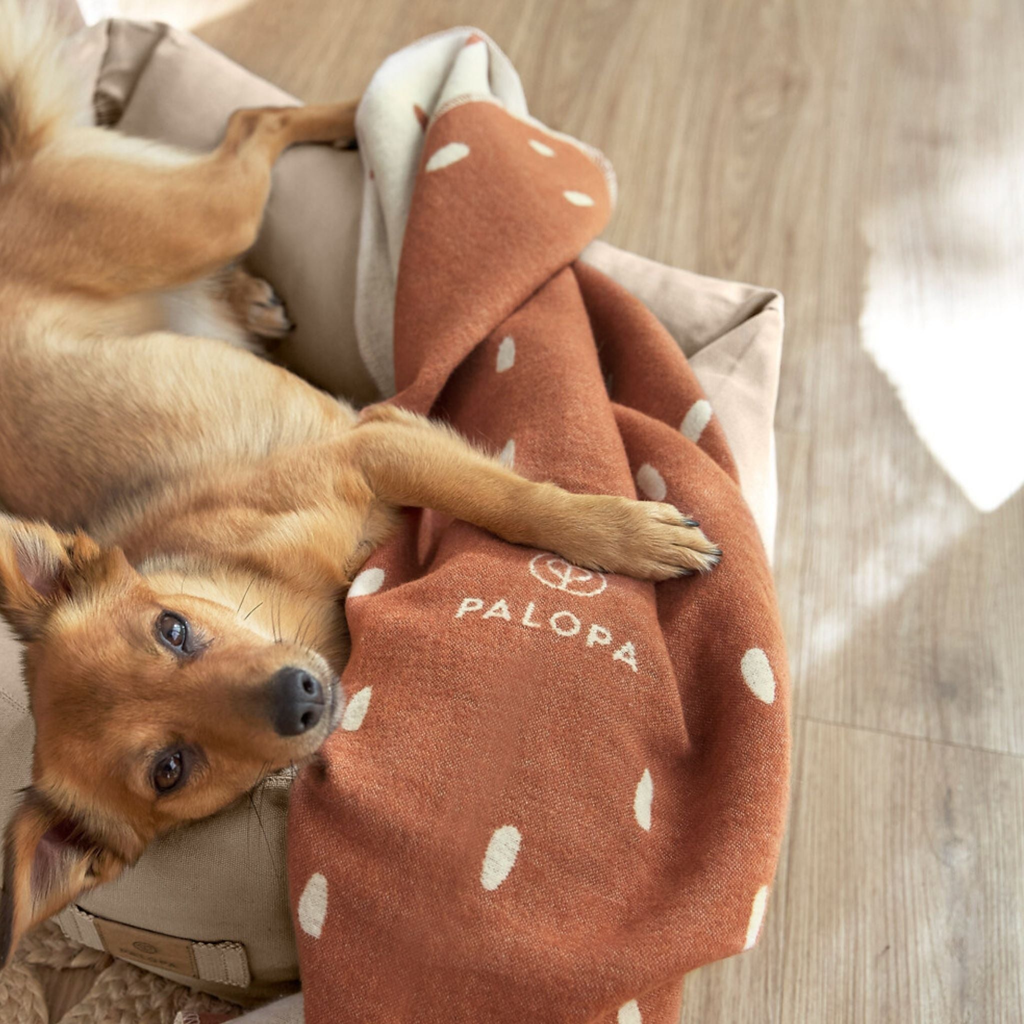 【発売開始前】ドッグブランケット / Dog Blanket Ida | PALOPA Japan（パロパ）
